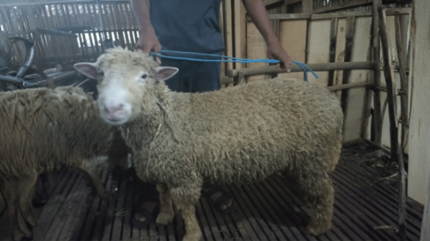 Domba Dugul (Non-Tanduk) Grade F
