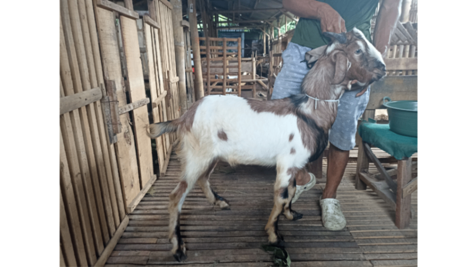 Kambing Grade Ekonomis