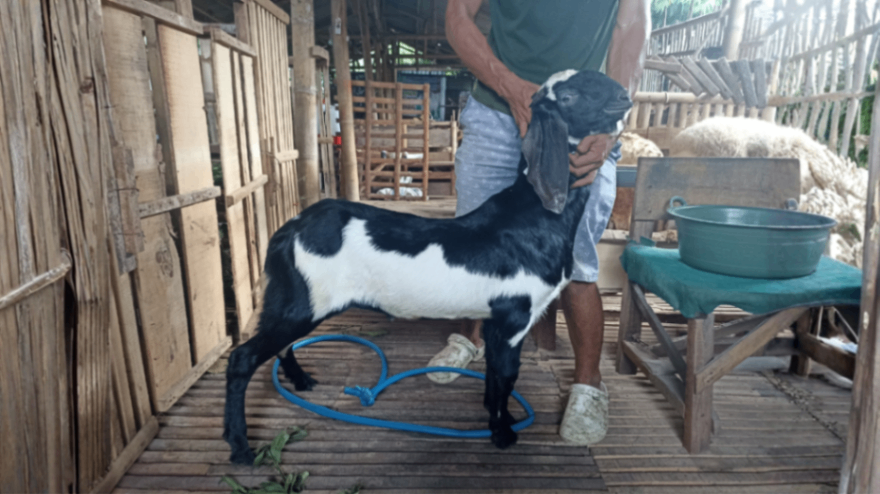 Kambing Grade A