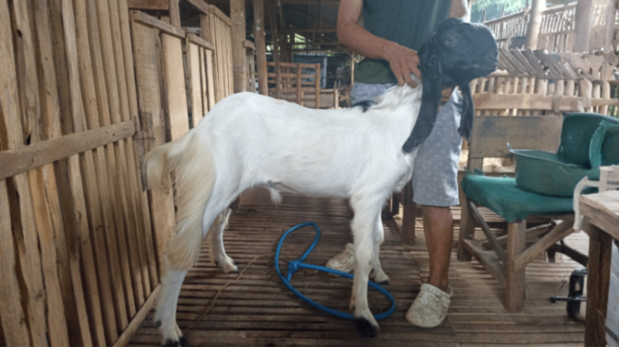 Kambing Grade C