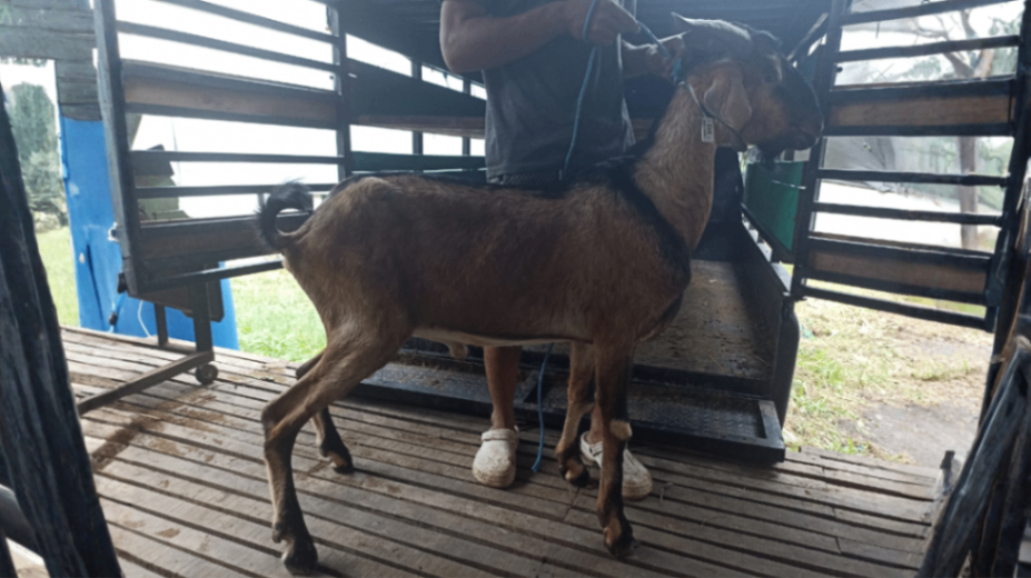 Kambing Grade F Premium