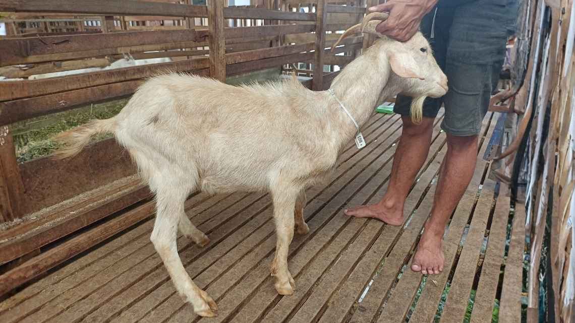 Kambing KMEKO