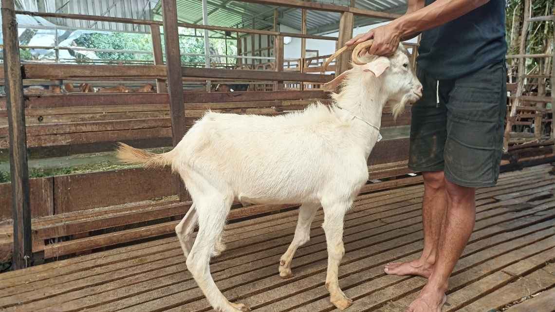 Kambing KMB