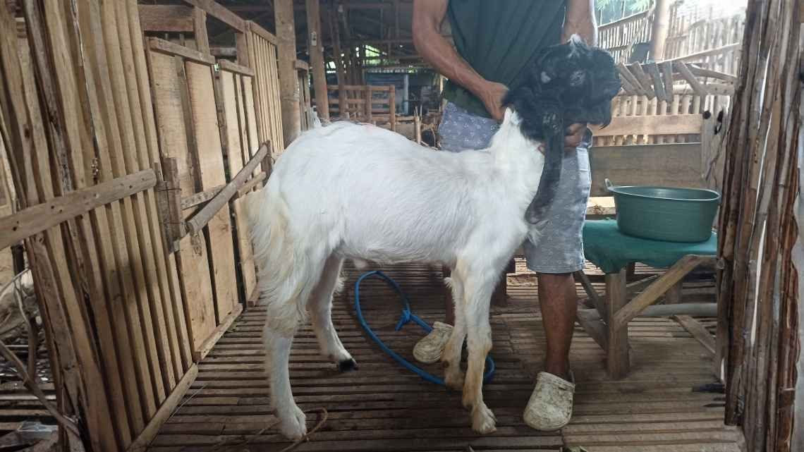 Kambing KMC
