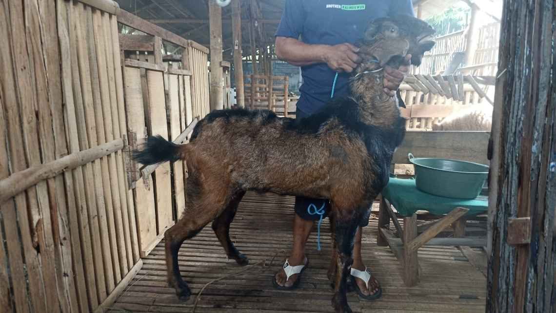 Kambing KMD